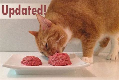 Fresh is Best Cat Food: A Complete Guide to Feline Nutrition - Everyday ...