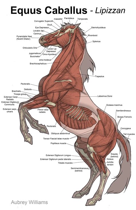 Viewing Gallery For - Horse Anatomy Muscles | Hayvan anatomisi, Hayvan ...