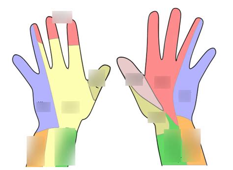 Dermatomes of the Hand Diagram | Quizlet