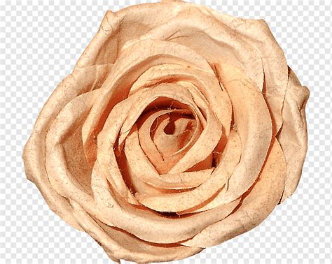 Garden roses Beach rose Cut flowers Love You Forever, 玫瑰花, love, flower, mobile Phones png | PNGWing
