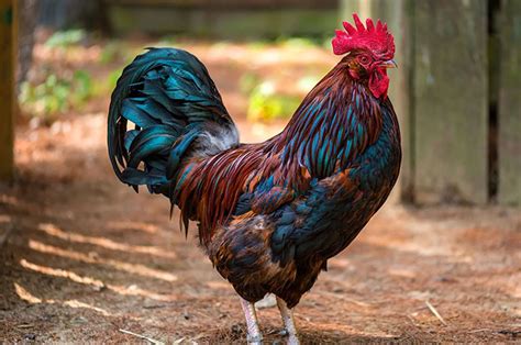 10 Rooster Symbolism Facts & Meaning: A Totem, Spirit & Power Animal – HEP6