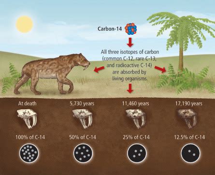 The basis for carbon-14 dating method is that | Solved: The Basis For The Carbon. 2019-07-26