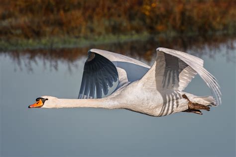 low flying swan – Stan Schaap PHOTOGRAPHY