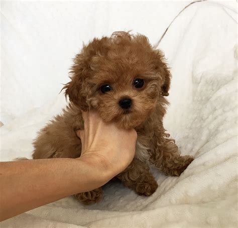 Teacup Red Maltipoo Puppy! Rachel - iHeartTeacups