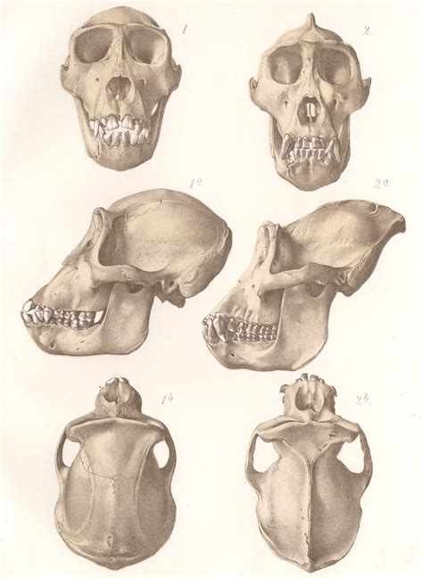 Gorilla Skull Vs Human Skull