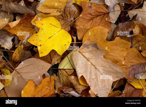 Liriodendron tulipifera leaves fallen in Autumn Stock Photo - Alamy