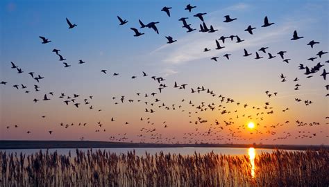 Migratory birds start arriving at Hirakud Dam Reservoir - Dynamite News