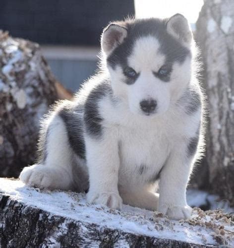 Adorable Siberian husky puppies for sale for Sale in Seattle ...