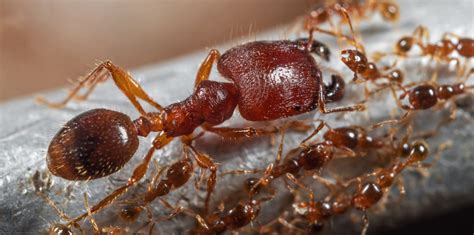 Invasive Big-Headed Ants Pose a Major Threat to a Kenyan Ecosystem - News