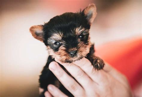 How To Train a Yorkie Puppy - PatchPuppy.com