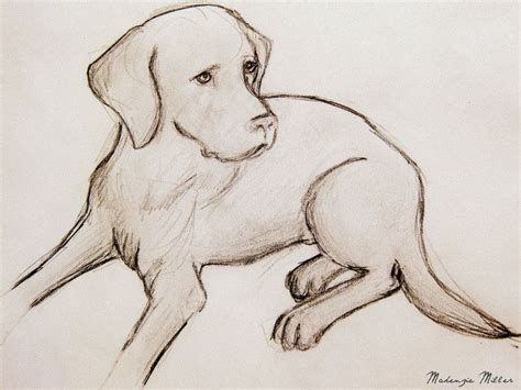 Labrador Drawing by SweetSurrender13 on deviantART | Animal drawings ...