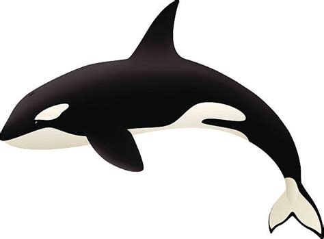 Cartoon Clipart Orca Whale We recommend that you get the clip art image directly from the ...