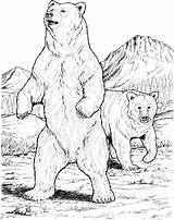 Free Bear Coloring Pages sketch template