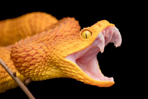 Scientists discover the secrets of snake fangs • Earth.com