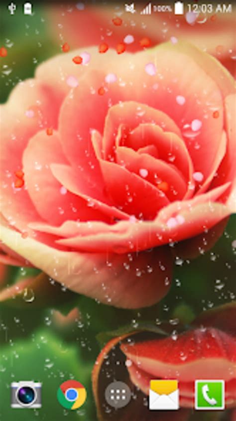 Rose Droplets Live Wallpaper для Android — Скачать