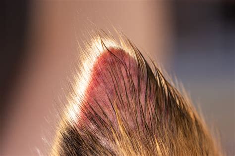 Dog Losing Hair: 11 Causes and How to Help | Great Pet Care