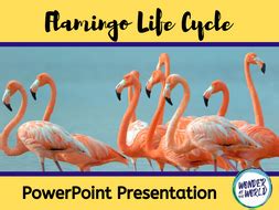 Flamingo Life Cycle PowerPoint KS2 | Teaching Resources