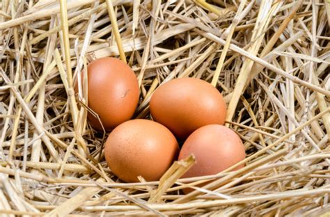 The Economics of Egg Farming - Backyard Poultry