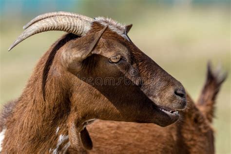 Brown goat stock image. Image of outdoor, fauna, portrait - 208506939