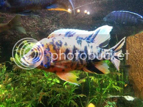 Cichlid-Forum • 200 Gallon Aquarium Cichlid Heaven / HeII Build