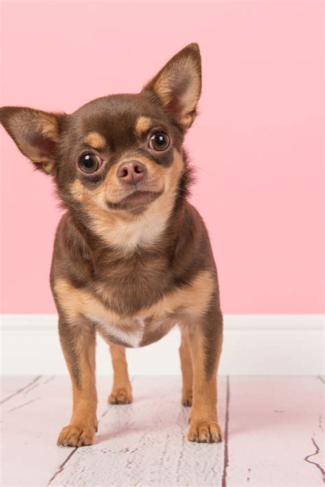 Chihuahua Growling - Pets Lovers