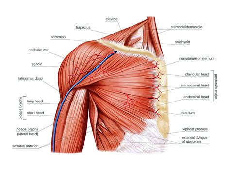 Shoulder Muscles #20 Photograph by Asklepios Medical Atlas - Pixels