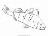 Coloring Perch Pages Walleye Crappie Yellow Fish Drawing Printable  sketch template