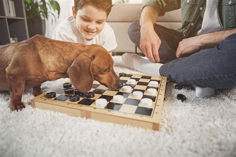 5 Best Dog Board Game Choices - A Way to Involve Your Dogs In Parties