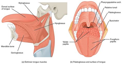 Axial Muscles of the Head, Neck, and Back | Anatomy and Physiology I