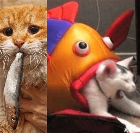 Cat Eats Fish, Fish Eats Cat [Template] : r/MemeTemplatesOfficial