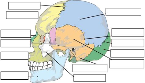 Label the Bones of the Skull