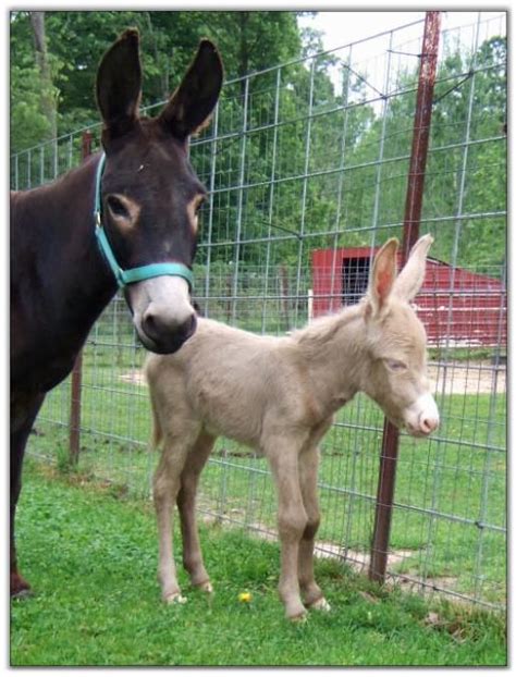 Donkey Color Genetics | Color Genetics | Pet donkey, Horse coloring, Donkey