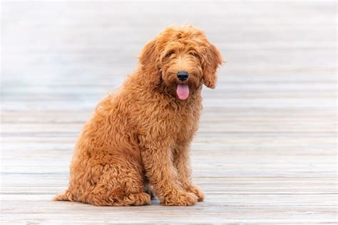 8 Goldendoodle Haircuts & Grooming Styles in 2023 (With Pictures) | Hepper