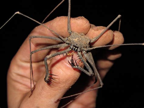 Amblypygids are also known as whip spiders and tailless whip scorpions ...