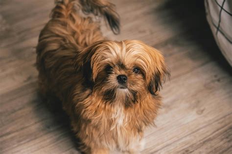 Brown Shih Tzu Puppy · Free Stock Photo