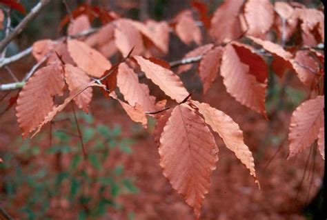 Fagus grandifolia / fagus_grandifolia_fall.jpg