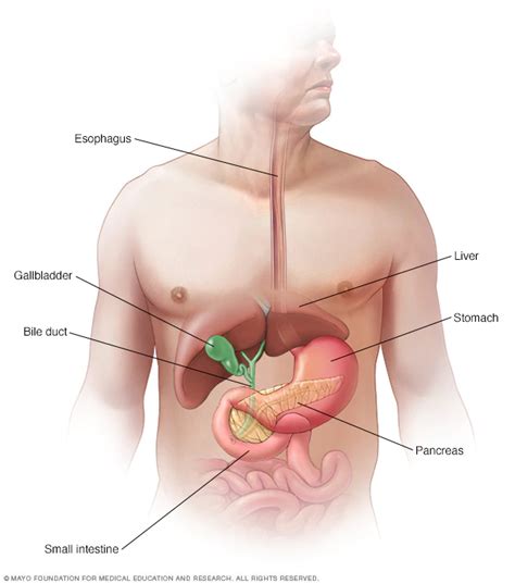 The Human Pancreas – NC DNA Day Blog