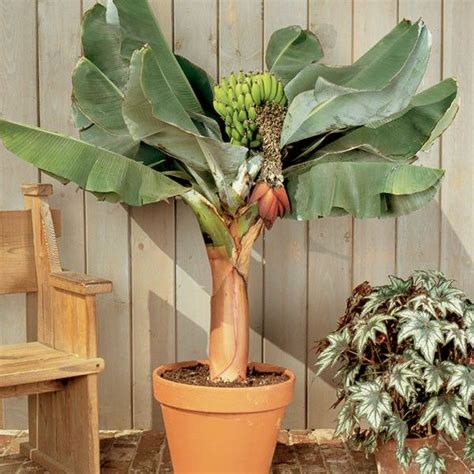 Dwarf Cavendish Banana Tree — PlantingTree