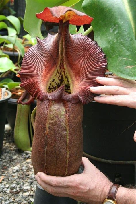 Huge pitcher plant. Carnivorous plants Carnivorous plants ... - - Huge pitcher plant ...