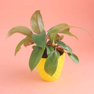 Buy Attractive Red Philodendron Plant - TaruVatika, Price Rs. 245