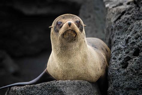 14 Unique Animals of the Galapagos Islands