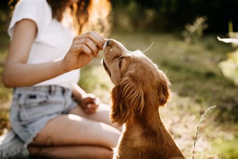 Is Papaya Good for Dogs? | Great Pet Care