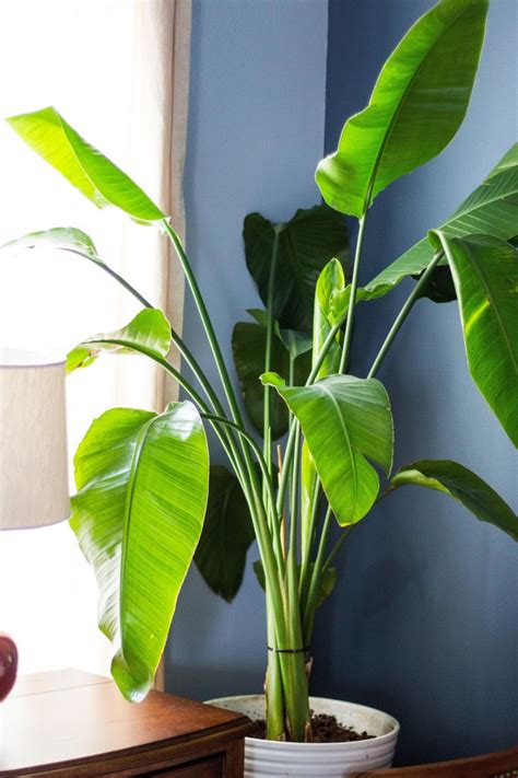 plantas de interior resistentes poca luz #decoracionconplantasartificiales | Big indoor plants ...