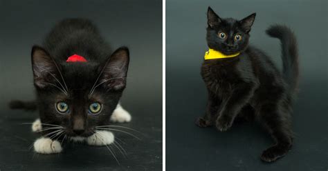 Woman Photographs Black Shelter Cats To Help Them Get Adopted | Cat ...