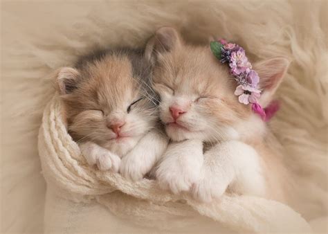 HD wallpaper: cute kittens hd desktop background