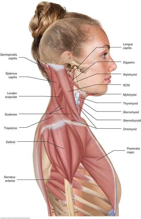 To perform orthopedic manual therapy to the neck that is accurate and specific we need to know ...