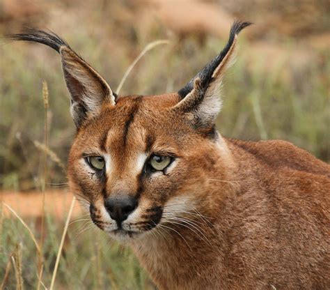 Imagen - Caracal 1.png | Wiki Reino Animalia | FANDOM powered by Wikia