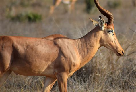 Refuge for World’s Most Endangered Antelope – Rainforest Trust