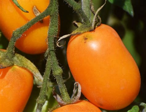 Tomato - Roma Orange seeds - Heirloom Seeds Canada