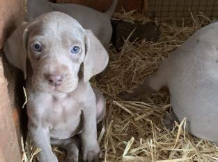 Weimaraner puppies - Dogs For Sale Ireland